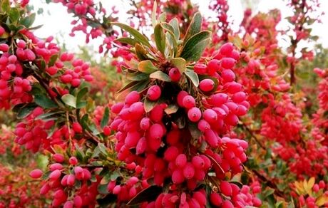 صادرات ۶۱۷ هزار تن زرشک در سال گذشته