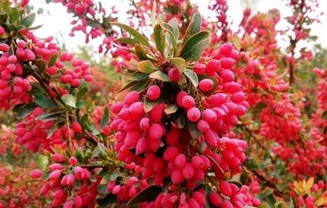 صادرات ۶۱۷ هزار تن زرشک در سال گذشته