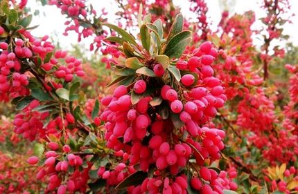 صادرات ۶۱۷ هزار تن زرشک در سال گذشته