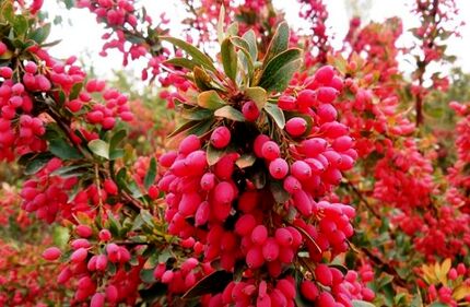 صادرات ۶۱۷ هزار تن زرشک در سال گذشته