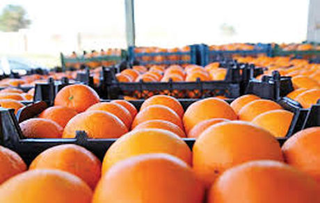 اعلام قیمت مرکبات مازندران برای شب عید