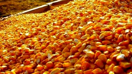 رخنه دوباره «سم» در گمرک/ آلودگی قبلی هنوز پاک نشده است!