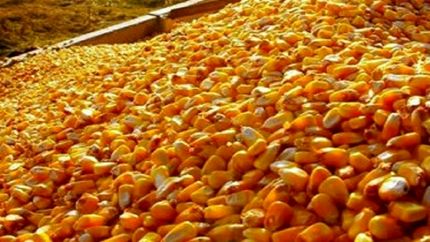 رخنه دوباره «سم» در گمرک/ آلودگی قبلی هنوز پاک نشده است!