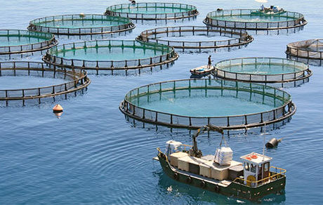 اولین طرح پایلوت پرورش ماهی در قفس خوزستان امسال اجرایی می‌شود