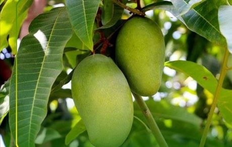 اعلام شرایط واردات انبه از کشور کنیا