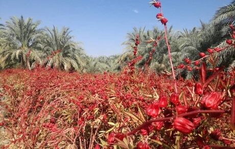 ۸۰ تن چای ترش در استان خوزستان برداشت خواهدشد