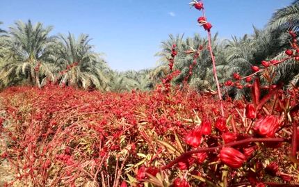 ۸۰ تن چای ترش در استان خوزستان برداشت خواهدشد