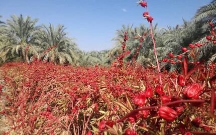 ۸۰ تن چای ترش در استان خوزستان برداشت خواهدشد