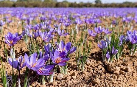 برداشت زعفران در شهر دزپارت تا اواخر آذرماه ادامه دارد