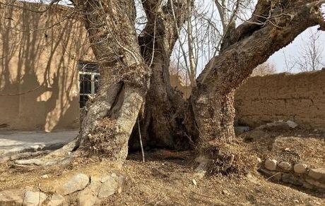 ثبت ملی درخت زبان گنجشک روستای مدوار مهریز و غار علی شنگالی شهرستان میبد