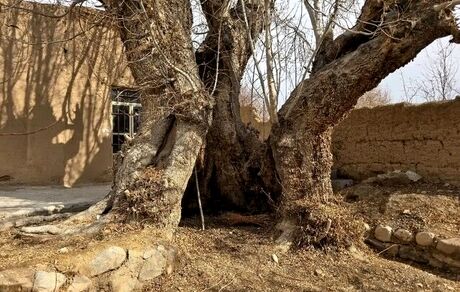 ثبت ملی درخت زبان گنجشک روستای مدوار مهریز و غار علی شنگالی شهرستان میبد