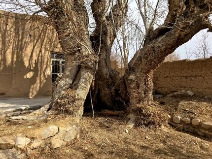 ثبت ملی درخت زبان گنجشک روستای مدوار مهریز و غار علی شنگالی شهرستان میبد