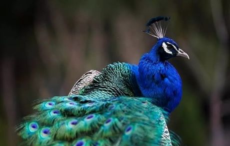 انتقال موقت تعدادی از پرندگان باغ پرندگان لویزان به دهکده حیوانات نمک‌ آبرود برای حفاظت در شرایط جنگی