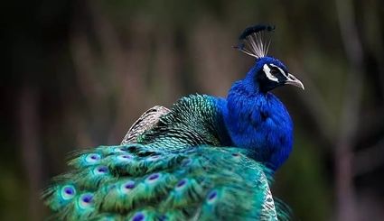 انتقال موقت تعدادی از پرندگان باغ پرندگان لویزان به دهکده حیوانات نمک‌ آبرود برای حفاظت در شرایط جنگی