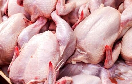 تولید روزانه 7700 تن مرغ در کشور بیش از نیاز مصرفی