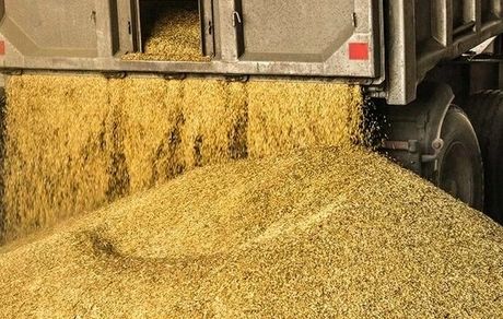 واکنش وزارت جهادکشاورزی به موضوع تخلف در واردات نهاده‌های دامی