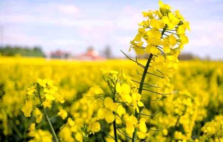 برداشت ۲۱۵۰ کیلو کلزا در هر هکتار در استان چهارمحال و بختیاری
