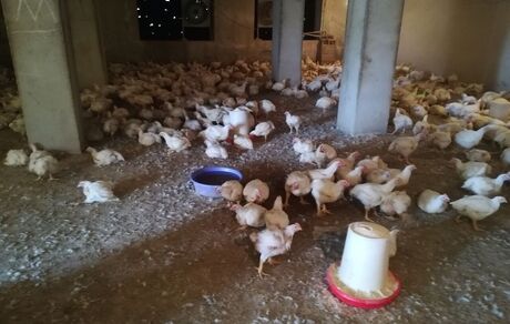 حذف مرغ با وزن بالای ۱.۲ کیلوگرم به دلیل کمبود نهاده منطقی نیست