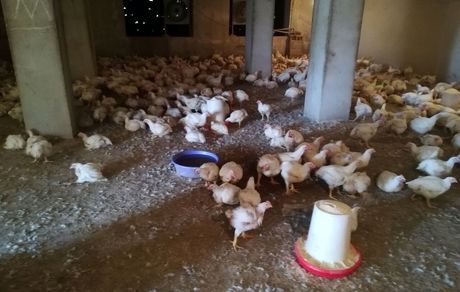 حذف مرغ با وزن بالای ۱.۲ کیلوگرم به دلیل کمبود نهاده منطقی نیست
