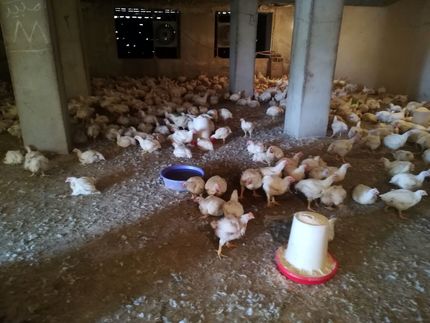 حذف مرغ با وزن بالای ۱.۲ کیلوگرم به دلیل کمبود نهاده منطقی نیست