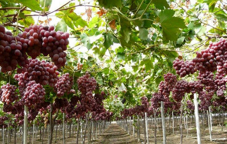 انگور مهم‌ترین محصول باغات شاهرود است