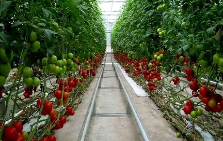 آغاز صادرات ۹۰۰ تن انواع محصولات گلخانه‌ای از خاش