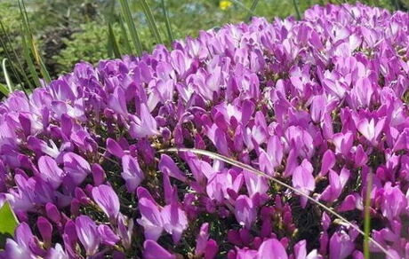 ممنوعیت قطع گونه گیاهی «گون» به موجب قانون