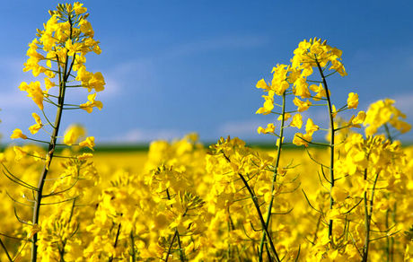 پیش‌بینی برداشت ۲۲۰ هزار تنی کلزا در کشور