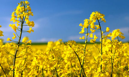 پیش‌بینی برداشت ۲۲۰ هزار تنی کلزا در کشور