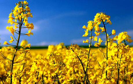 پیش‌بینی برداشت ۲۲۰ هزار تنی کلزا در کشور