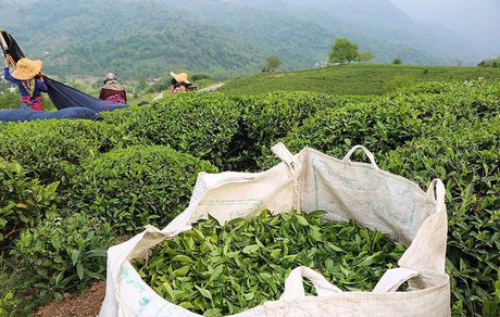 آخرین وضعیت پرداخت مطالبات چای‌کاران