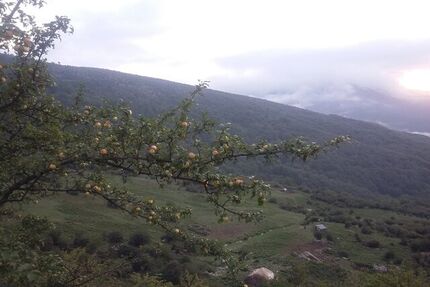 ایران یکی از مراکز اهلی‌سازی سیب در دنیا است/بُزها در منطقه زاگرس برای اولین بار اهلی شده‌اند