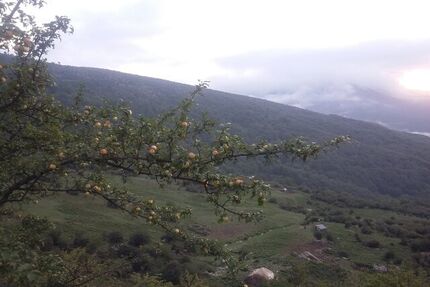 ایران یکی از مراکز اهلی‌سازی سیب در دنیا است/بُزها در منطقه زاگرس برای اولین بار اهلی شده‌اند