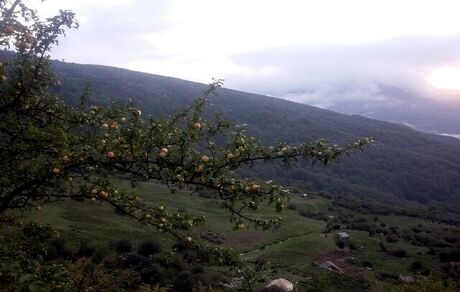 ایران یکی از مراکز اهلی‌سازی سیب در دنیا است/بُزها در منطقه زاگرس برای اولین بار اهلی شده‌اند