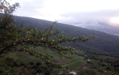 ایران یکی از مراکز اهلی‌سازی سیب در دنیا است/بُزها در منطقه زاگرس برای اولین بار اهلی شده‌اند