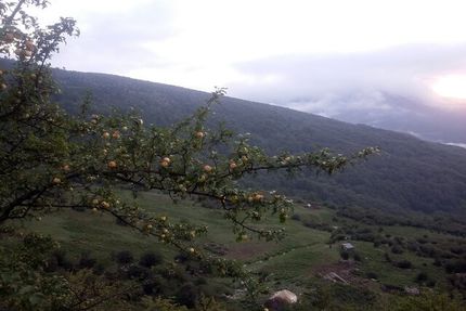 ایران یکی از مراکز اهلی‌سازی سیب در دنیا است/بُزها در منطقه زاگرس برای اولین بار اهلی شده‌اند