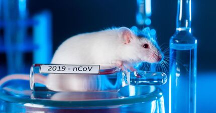 کشف آزمایشگاه مخفی چینی‌ها با موش‌های مبتلا به کرونا در آمریکا