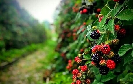 جشنواره ملی تمشک جنگلی و گیاهان دارویی در نکا برگزار می‌شود