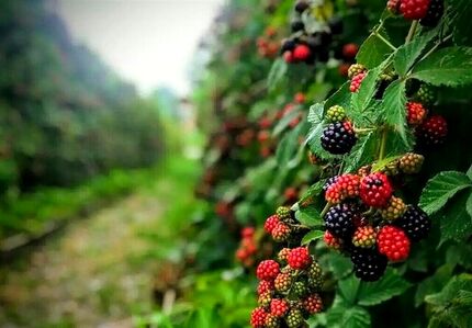 جشنواره ملی تمشک جنگلی و گیاهان دارویی در نکا برگزار می‌شود