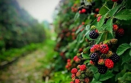 جشنواره ملی تمشک جنگلی و گیاهان دارویی در نکا برگزار می‌شود