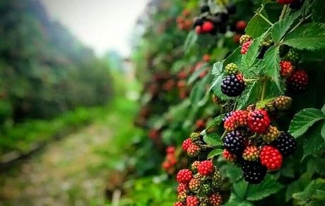 جشنواره ملی تمشک جنگلی و گیاهان دارویی در نکا برگزار می‌شود