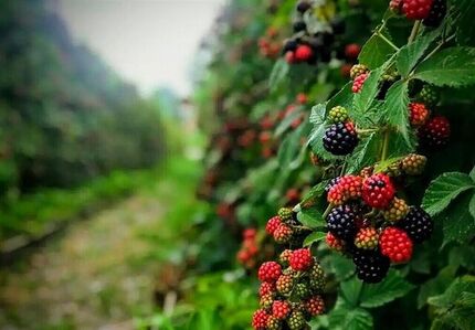 جشنواره ملی تمشک جنگلی و گیاهان دارویی در نکا برگزار می‌شود
