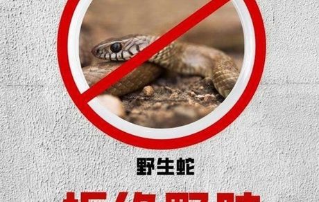 مصوبه جدید مجلس چین درباره ممنوعیت خوردن حیوانات وحشی