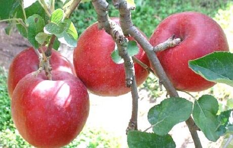 ثبت جشنواره سیب بروجرد در رویدادهای گردشگری کشور