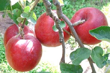 ثبت جشنواره سیب بروجرد در رویدادهای گردشگری کشور