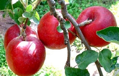 ثبت جشنواره سیب بروجرد در رویدادهای گردشگری کشور