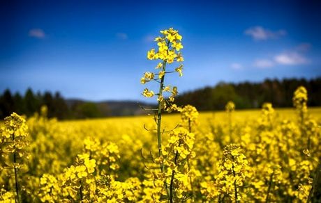 خرید تضمینی ۱۸۰ تن کلزا در بروجرد