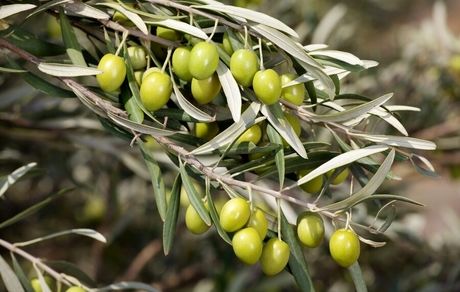 ۲ برابر شدن تولید زیتون در کشور / تا به امسال صادرات زیتون ایرانی نداشته‌ایم