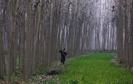 آزاد شدن استفاده از جنگل‌های برای تهیه هیزم در لهستان