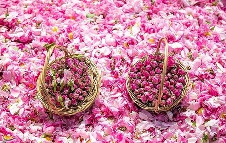 مقام مسئول: ثبت «گل محمدی ایران» به نام عربستان واقعیت ندارد